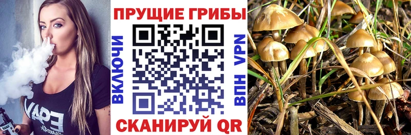 где купить наркоту  Змеиногорск  Псилоцибиновые грибы мицелий 